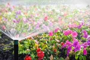 Organic Pest Solutions