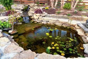 Common Pond Services and Their Benefits