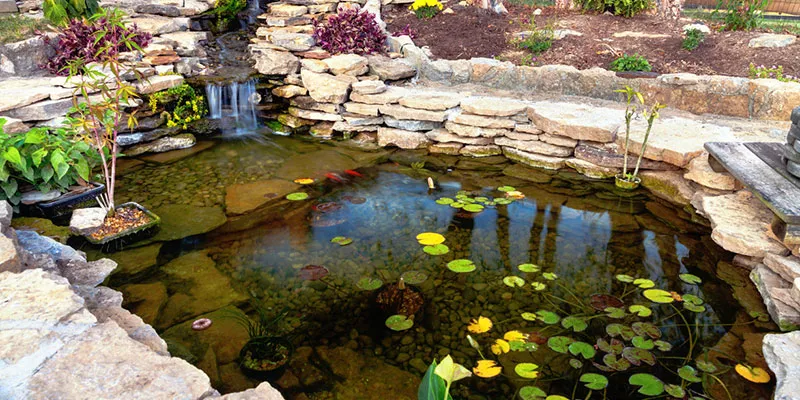 Common Pond Services and Their Benefits