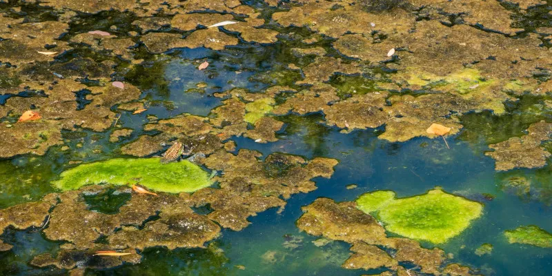When Is Pond Remediation Necessary?