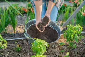 Hands holding compost over a planting bed