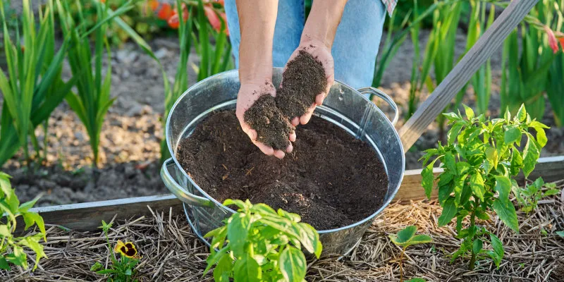 Hands holding compost over a planting bed