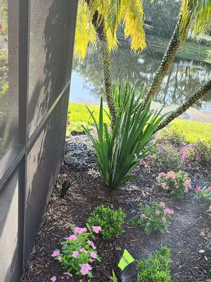 Planted bed with flowering plants beside a pool cage, Lakewood Ranch